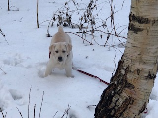 Hund i snö i skogen.