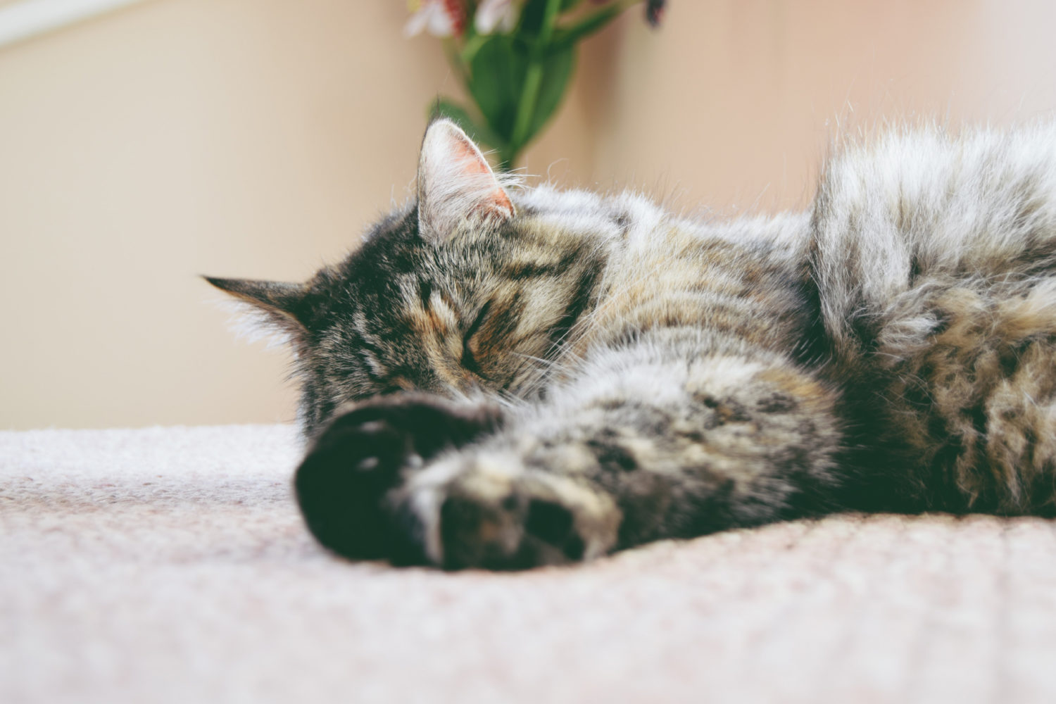 En gråspräcklig katt sover med tassarna utsträckta framför sig.