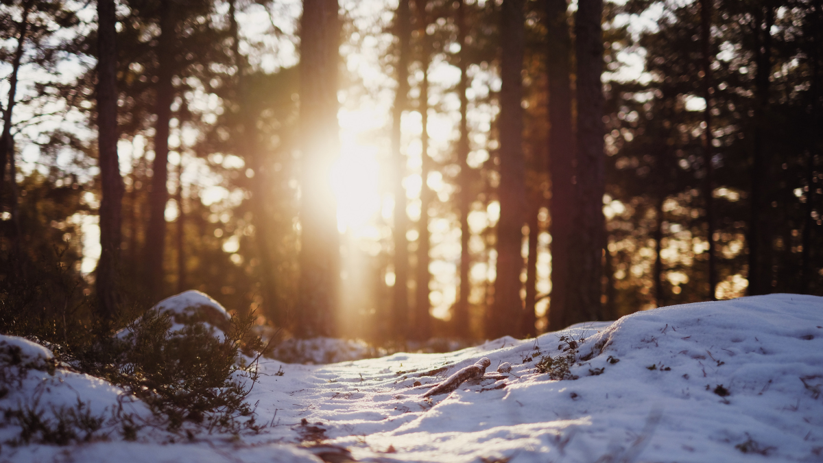 Vintersol lyser lågt mellan träden i en barrskog med lite snö på marken.