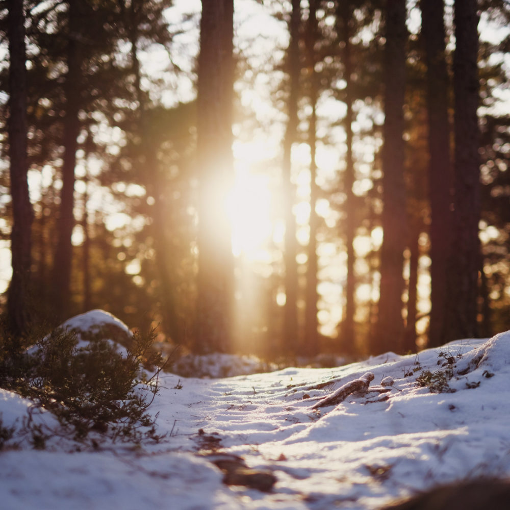 Vintersol lyser lågt mellan träden i en barrskog med lite snö på marken.